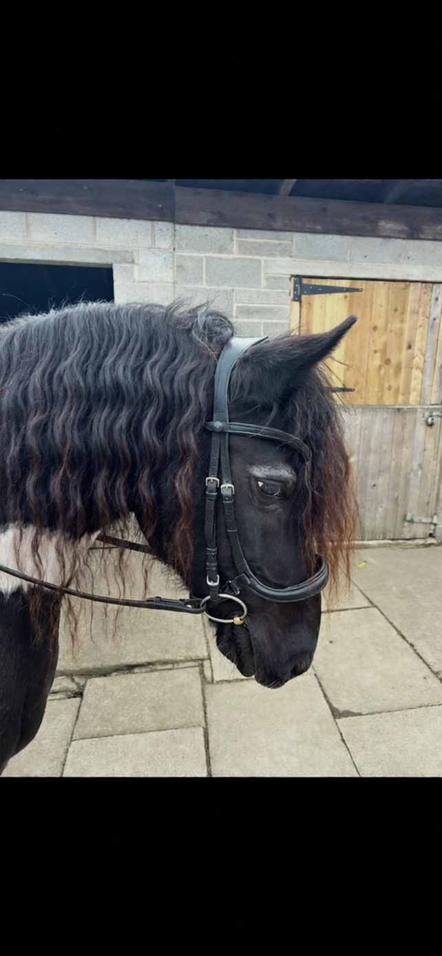 Avante bridle