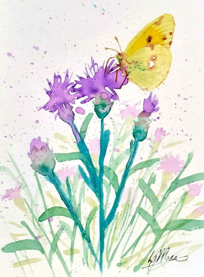 Clouded Yellow Butterfly and Knapweed