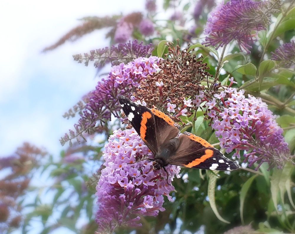 red admiral
