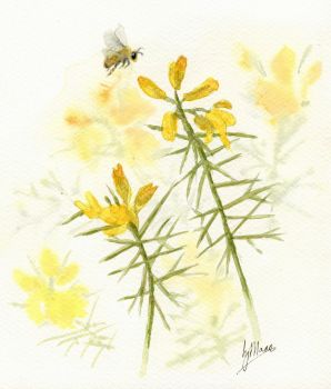 Botanicals - Gorse and Honey Bee