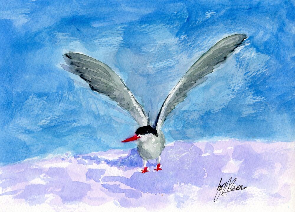 The Arctic Tern