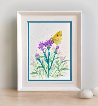 Clouded Yellow Butterfly and Knapweed