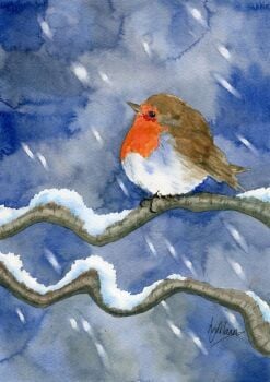 Fat Little Robin in the Snow