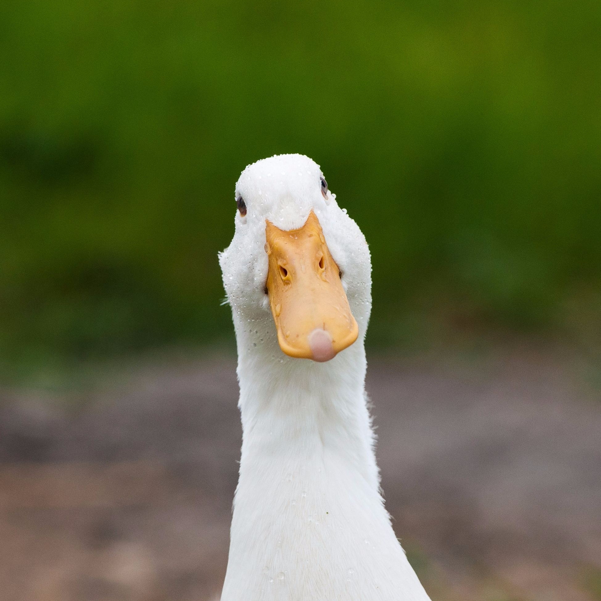 Duck Greeting Card, Photo, photographic greeting card, West Sussex, Farming, Countryside