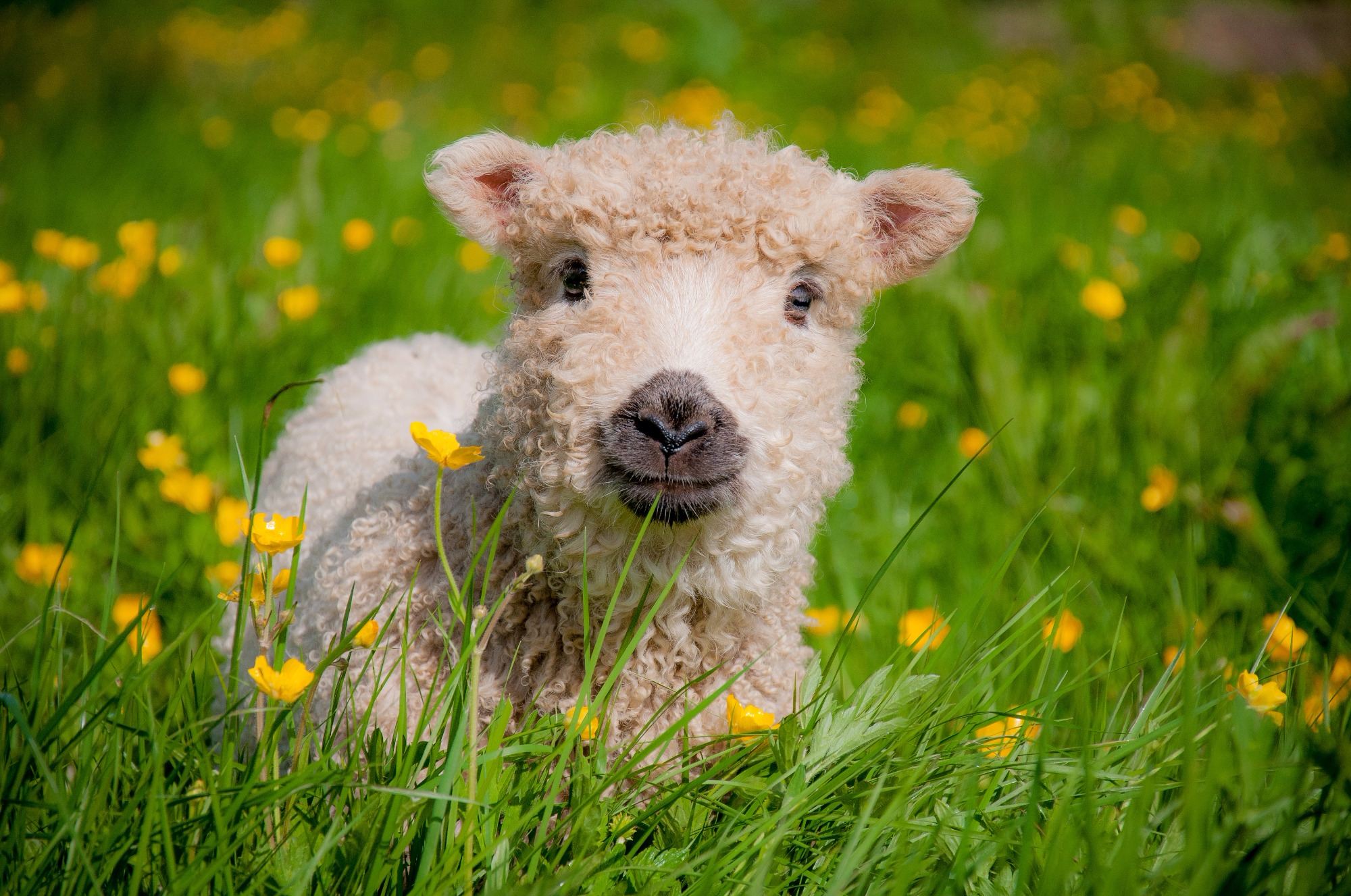 Greyface Dartmoor Lamb. Greeting Card