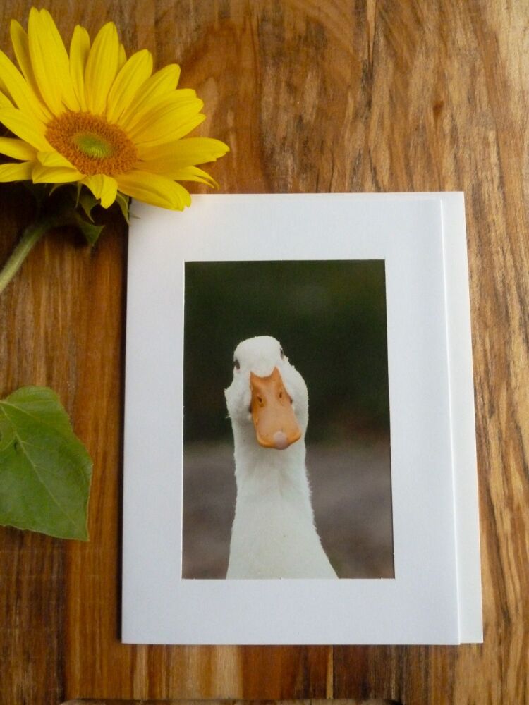 Duck / Poultry Card 1