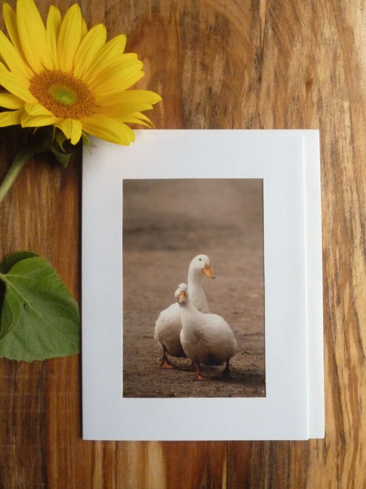 Duck / Poultry Card 3