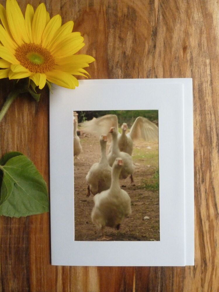 Duck / Poultry Card 4