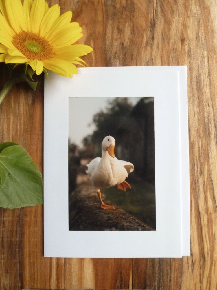Duck / Poultry Card 5