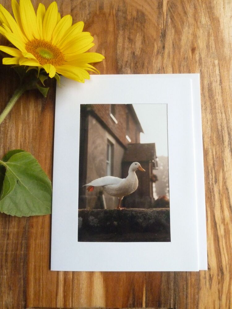 Duck / Poultry Card 6