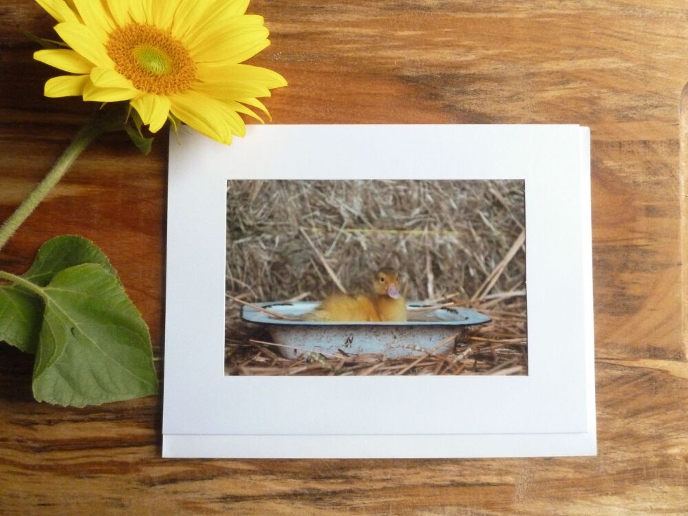 Duck / Poultry Card 7