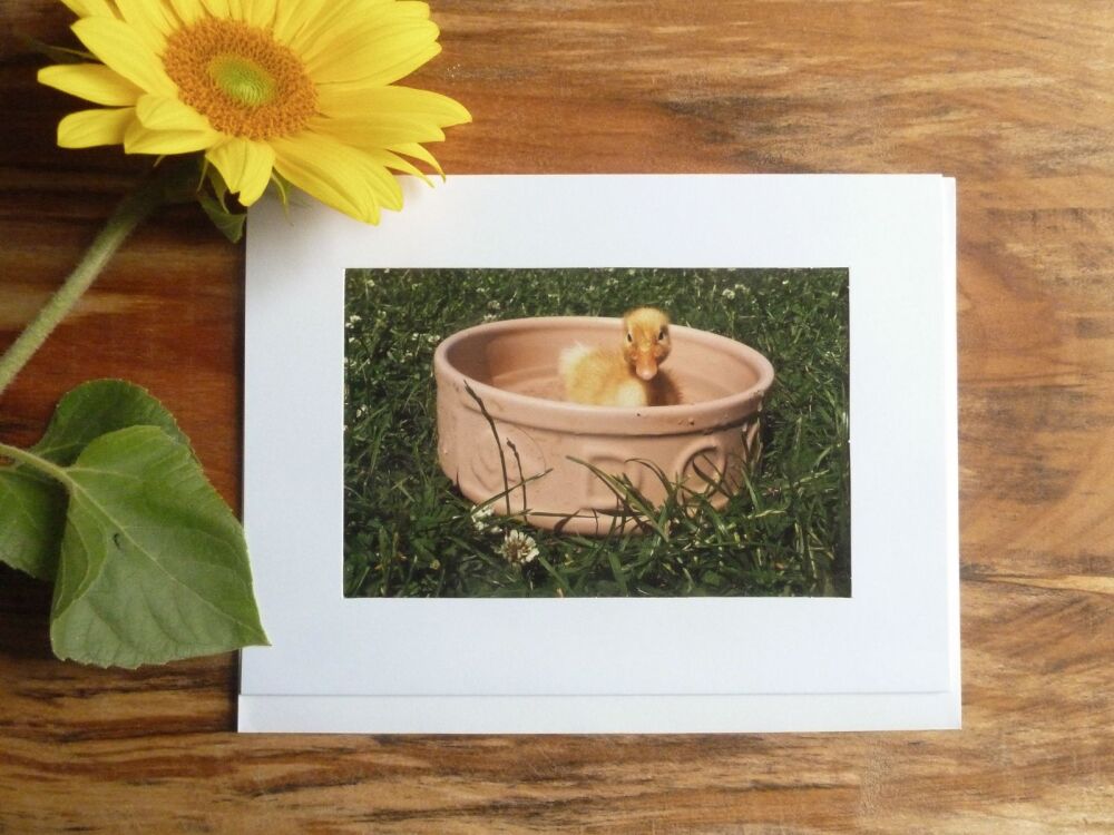 Ducks / Poultry Card 8