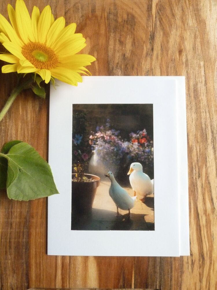 Ducks / Poultry Card 9