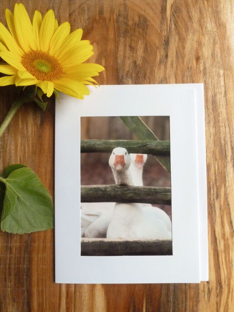 Duck / Poultry Card 10