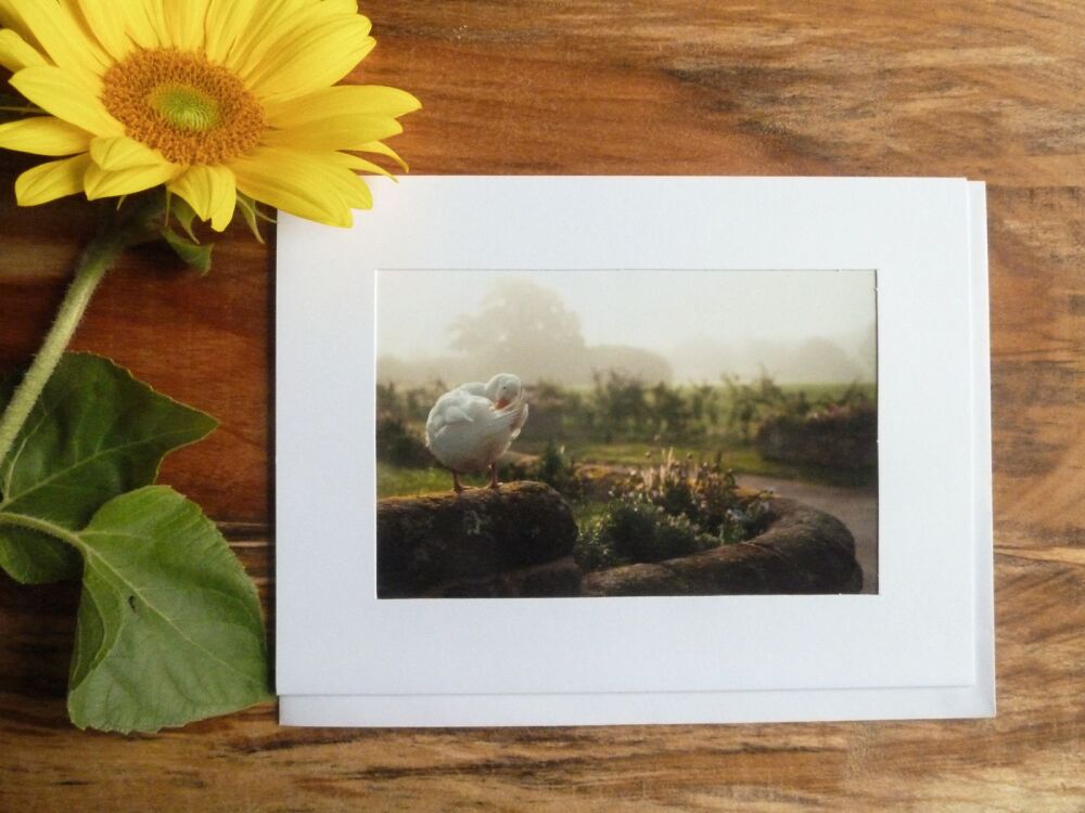  Duck / Poultry Card 11