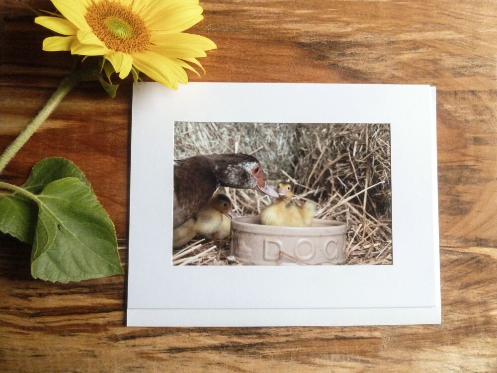  Duck / Poultry Card 12