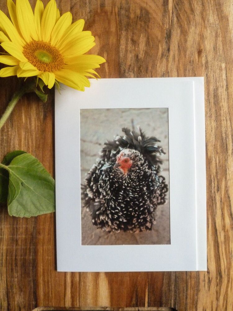  Duck / Poultry Card 15