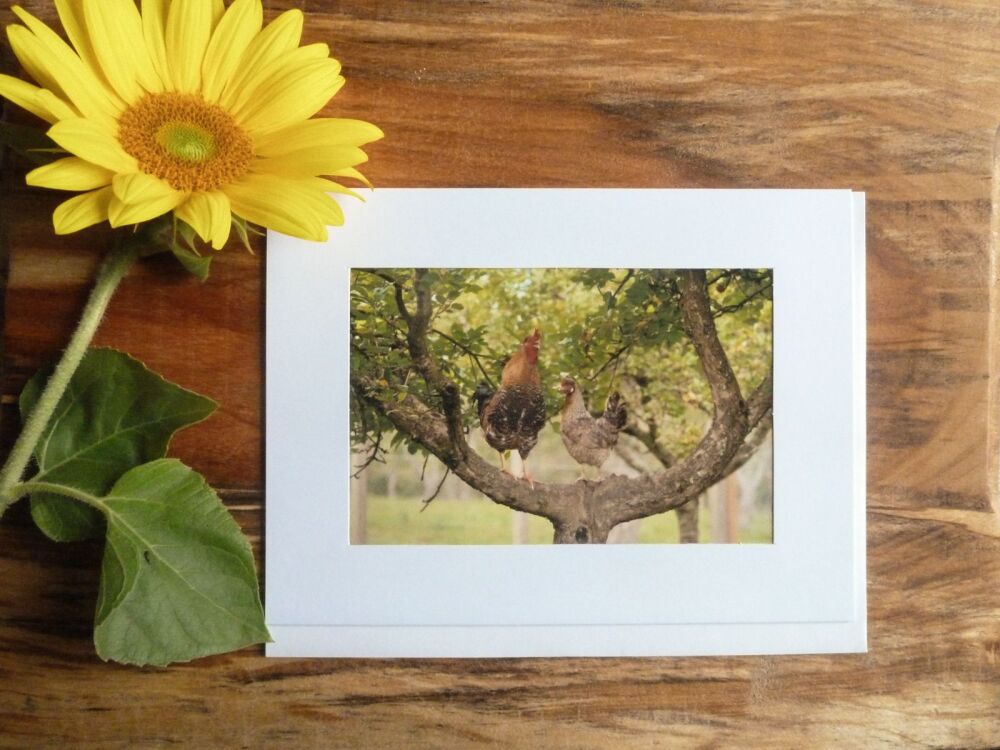  Duck / Poultry Card 16