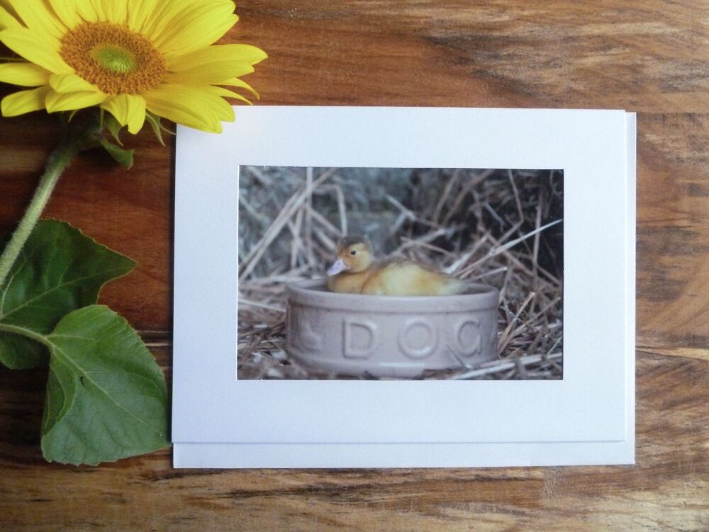  Duck / Poultry Card 17