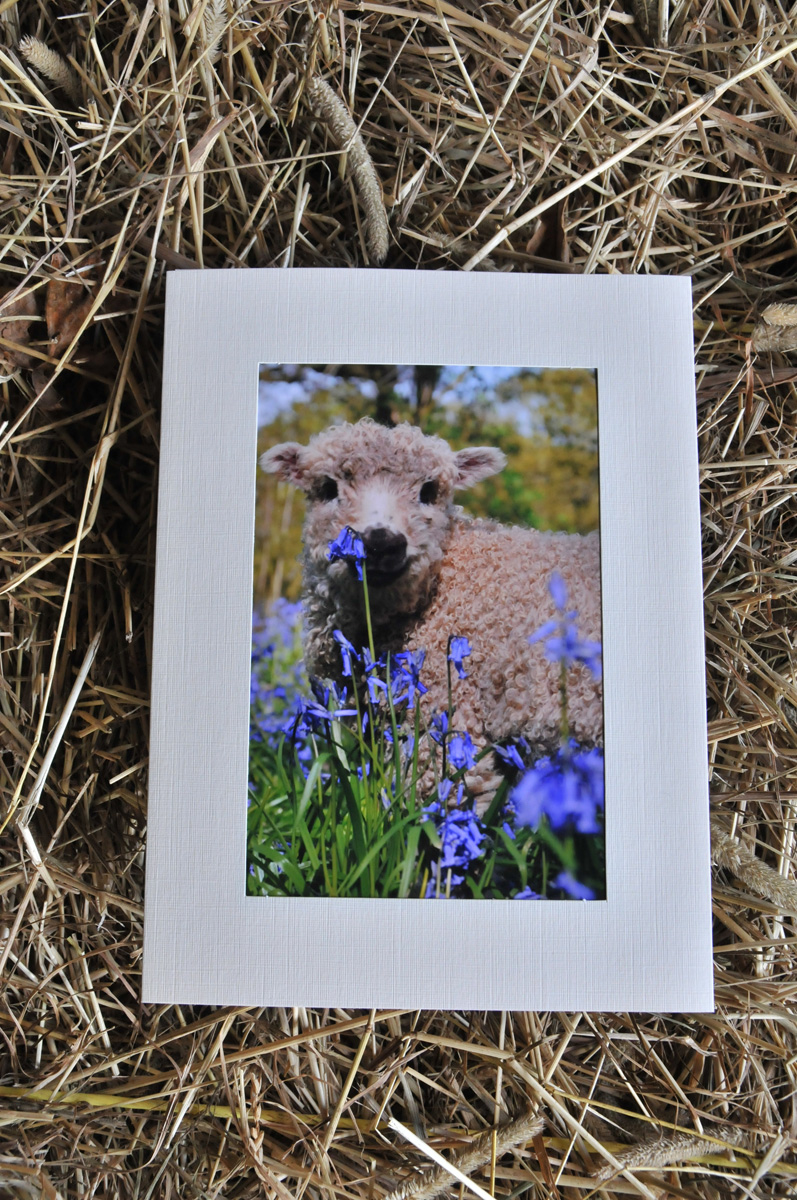 Greyface Dartmoor Lamb Face