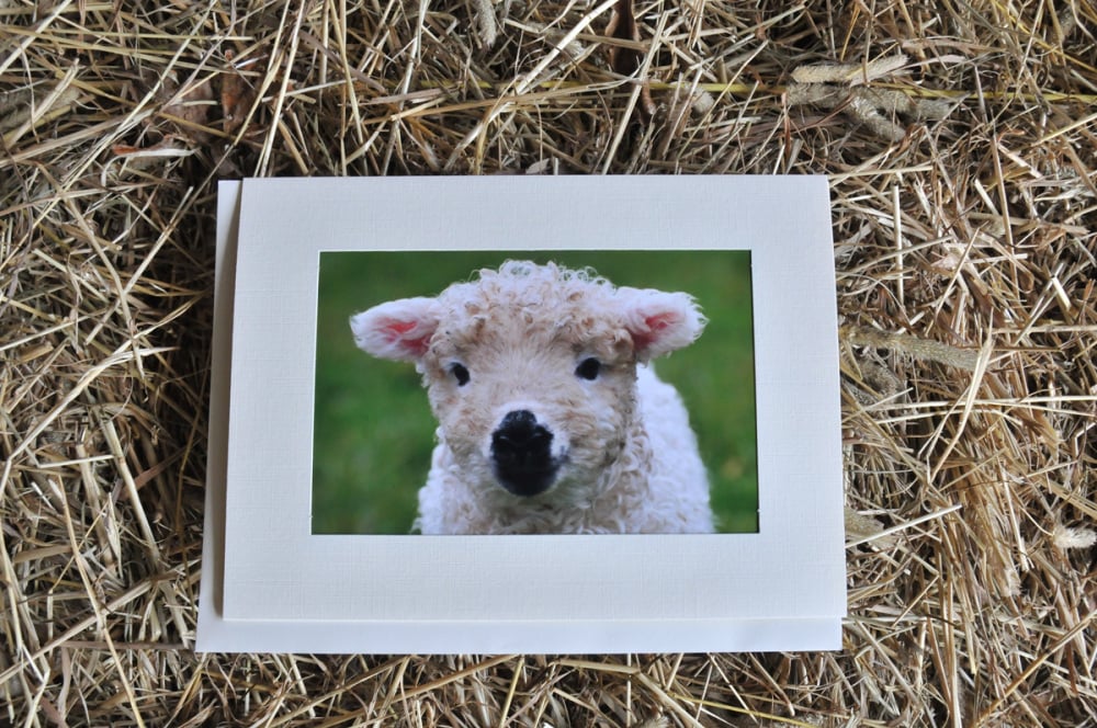 Greyface Dartmoor Lamb