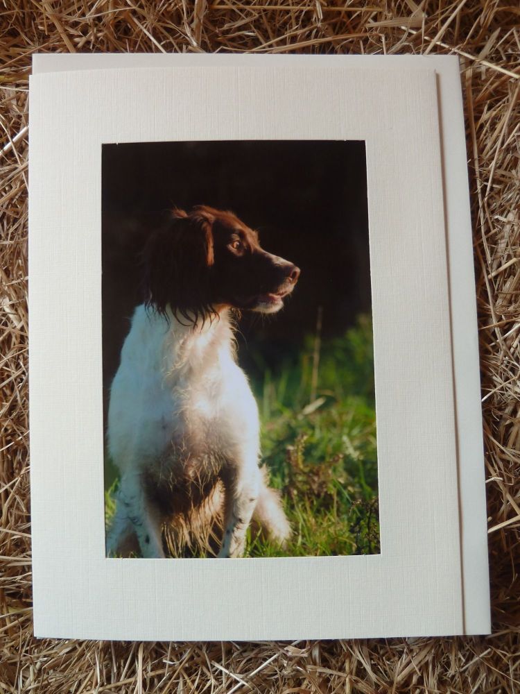 Working Dogs/Shooting 7