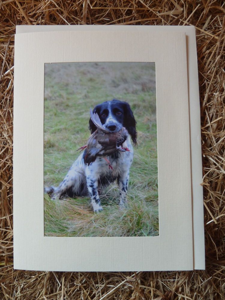 Working Dogs/Shooting 20