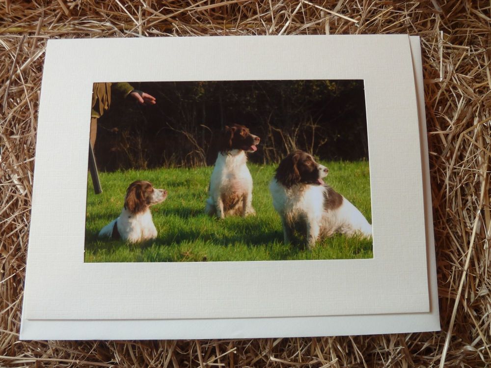 Working Dogs/Shooting 20