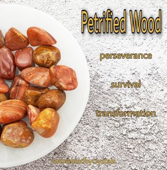 Petrified Wood - Patience
