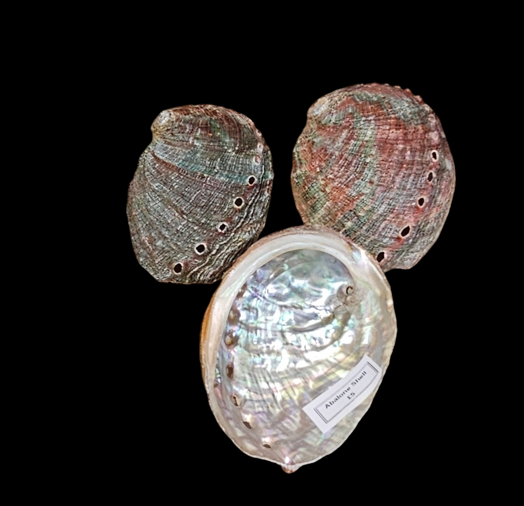 Abalone Shell