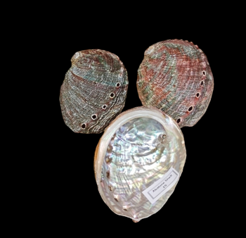 Abalone Shell