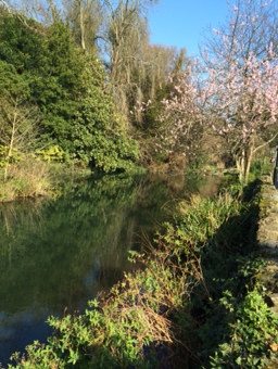 Pond spring blossom sunny
