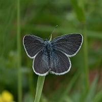 small blue with open wings