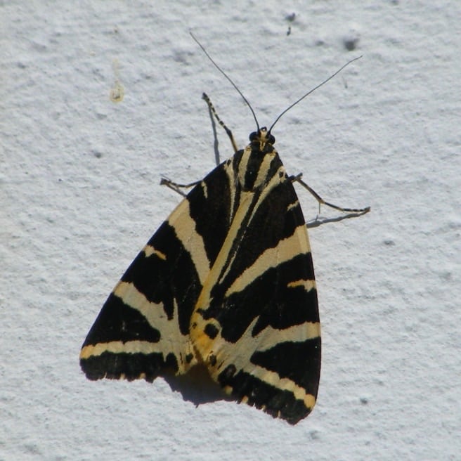 Jersey Tiger Moth 4 blog. jpg