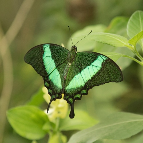 Emerald Green Swallowtail Butterfly