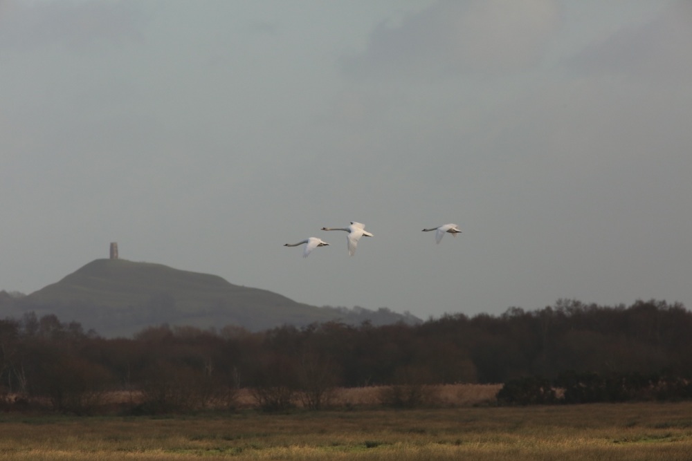 Swans at Glastonbury