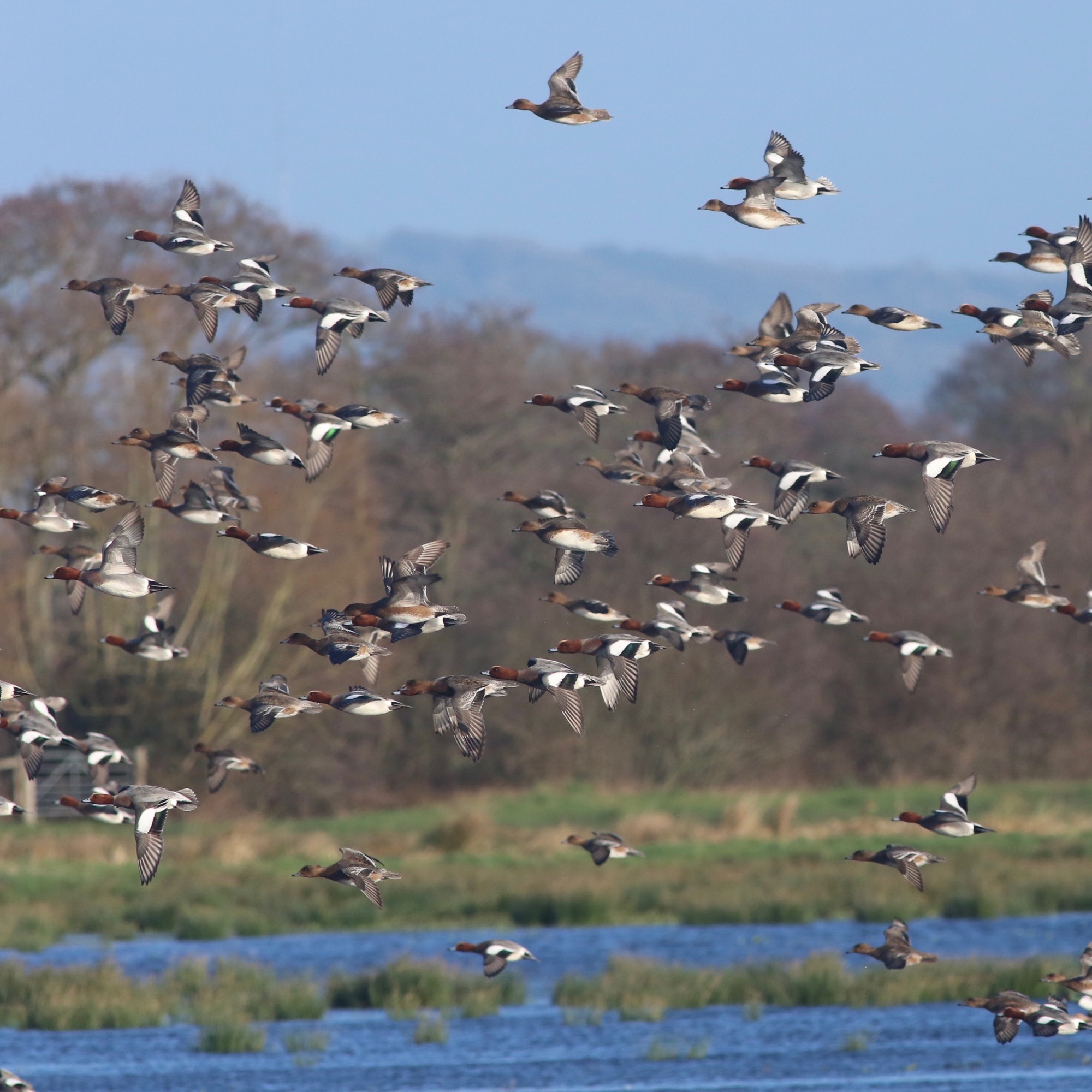 view from Catcott hide Jan 19