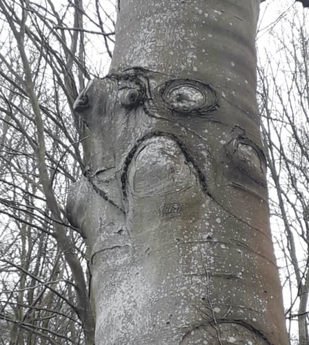 face in tree Hill Lane