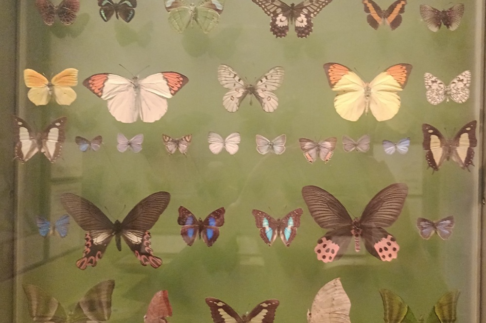 Butterflies in Exeter Museum