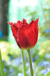 Frilly Tulip