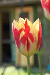 Tulip + spider