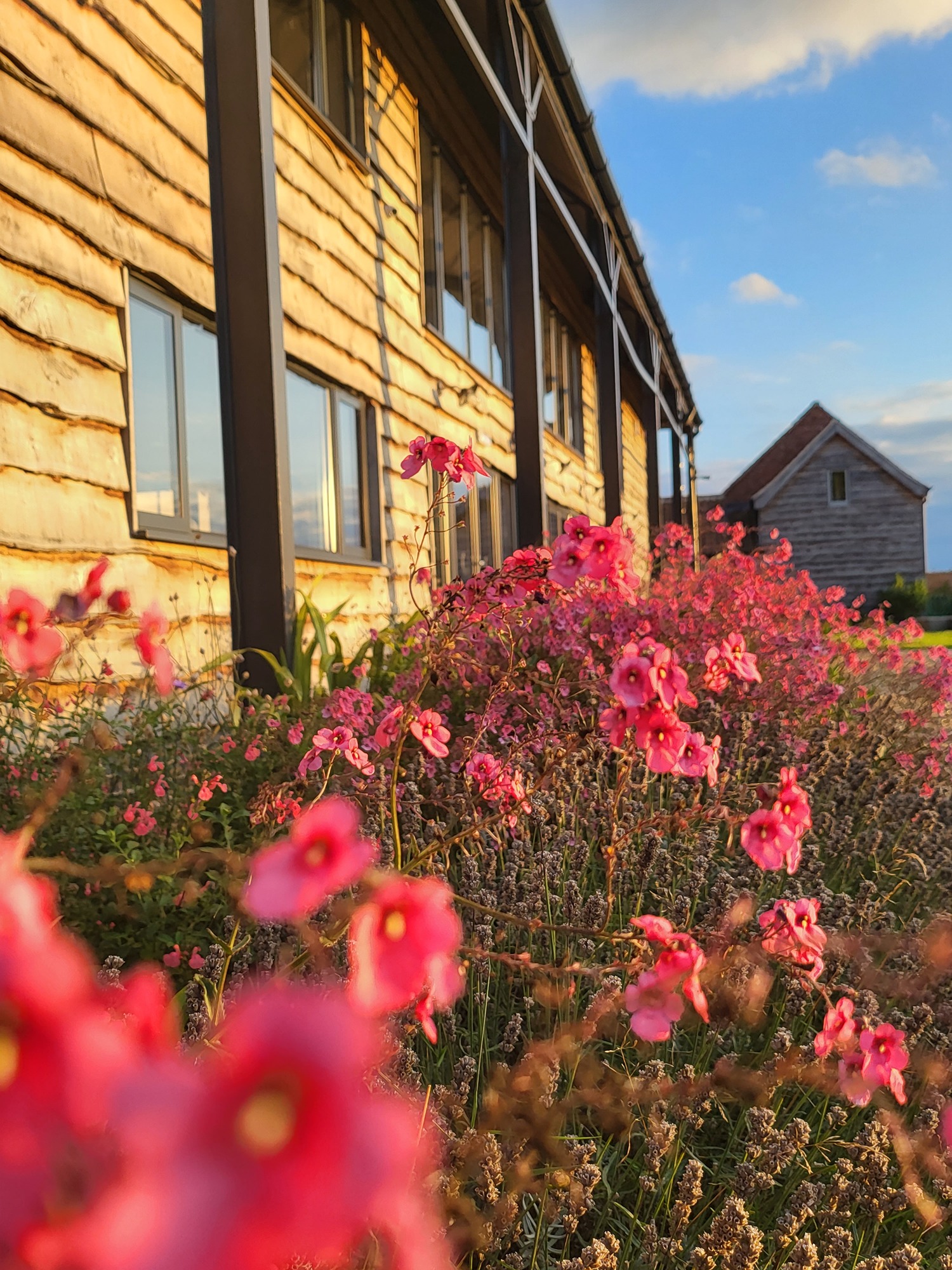 Bride and Groom hand in hand in the field at Oddhouse Farm