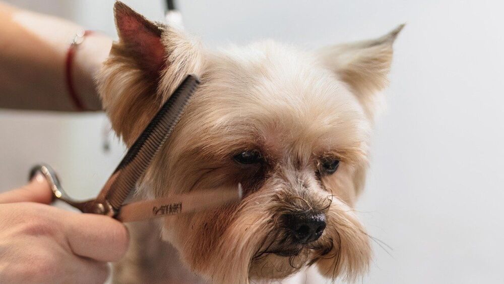 dog-7565682_1280