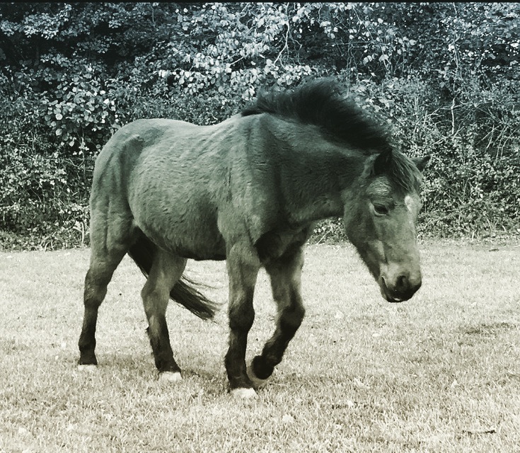 Our Dartmoor pony, Romany