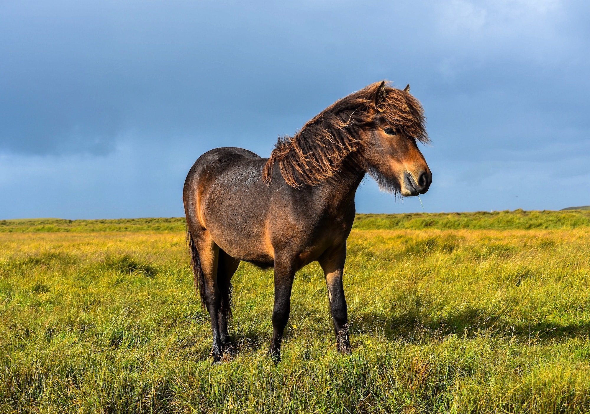 A native pony
