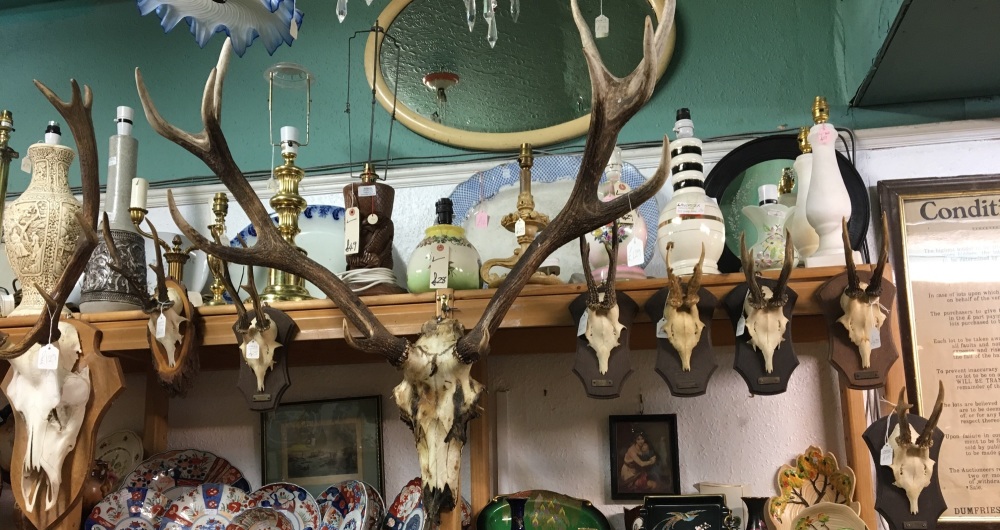 A fine selection of antlers .