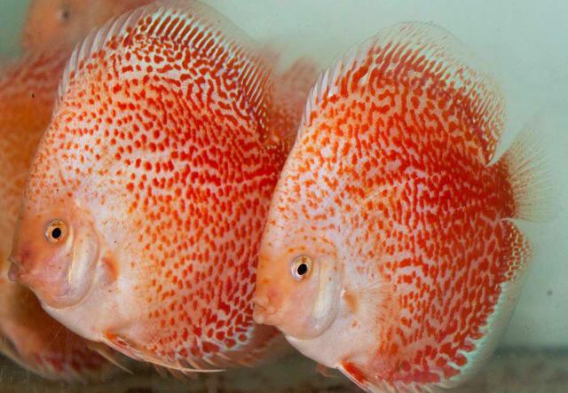 Discus Fish For Sale Online, UK Delivery.