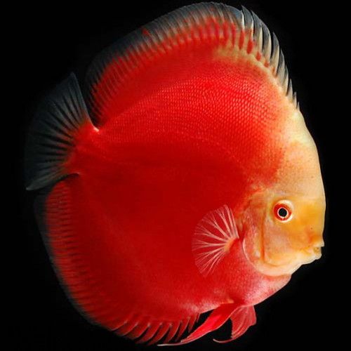 Red Valentine Discus For Sale at Discus Fish Sales - No1 Discus Fish