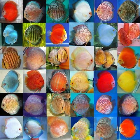 Discus Fish Sales - UK NO1 Discus Specialists - UK Bred Discus.