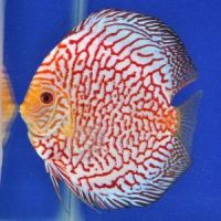 quality discus fish for sale quality discus fish for sale